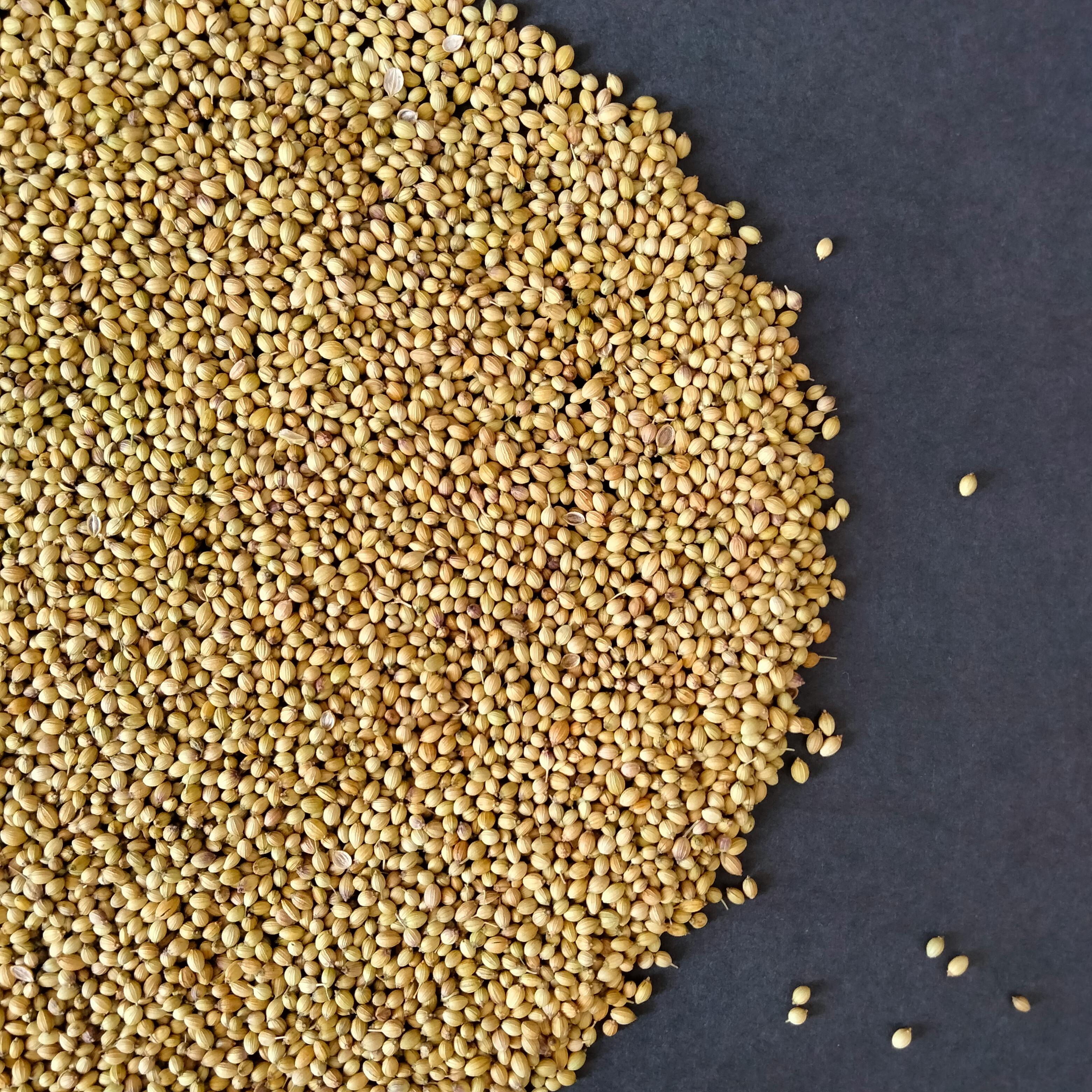 Coriander